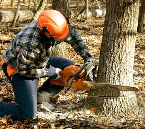 Tree Removal in Chatham, LA